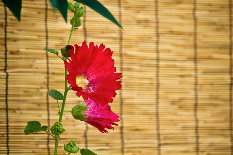 すだれと花