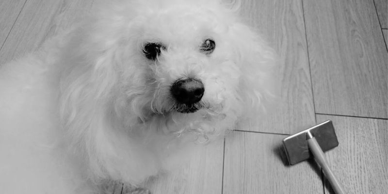 愛犬と犬用ブラシ