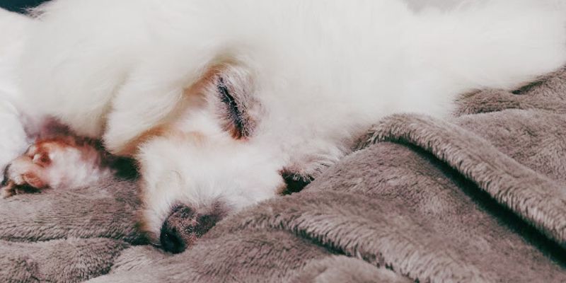 毛布にくるまって幸せそうな犬の寝顔