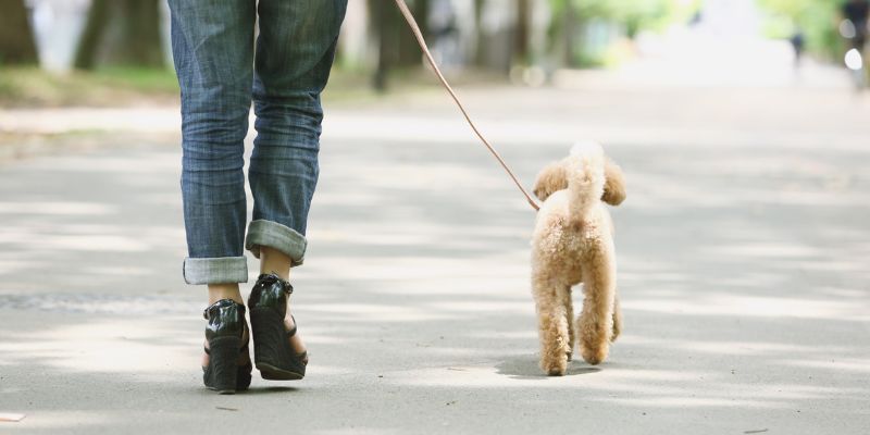 犬と散歩する